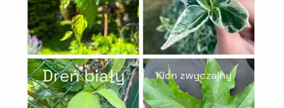 Wariacje na temat liścia – kreatywna lekcja terenowa Technikum Reklamy